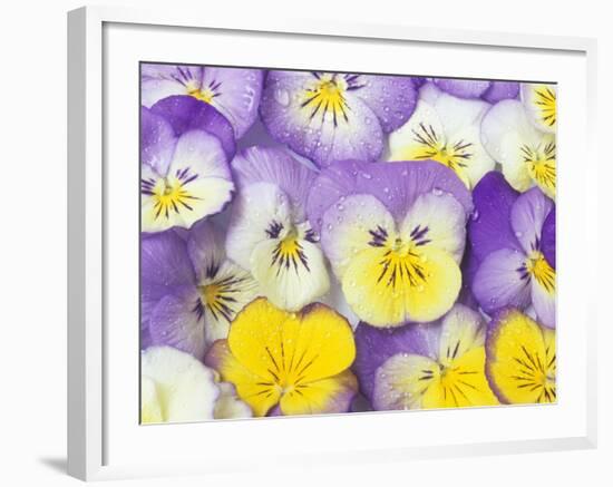 Yellow and Purple Pansies-Linda Burgess-Framed Photographic Print