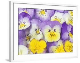 Yellow and Purple Pansies-Linda Burgess-Framed Photographic Print