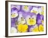 Yellow and Purple Pansies-Linda Burgess-Framed Photographic Print
