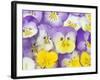 Yellow and Purple Pansies-Linda Burgess-Framed Photographic Print