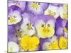 Yellow and Purple Pansies-Linda Burgess-Mounted Photographic Print