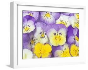 Yellow and Purple Pansies-Linda Burgess-Framed Photographic Print