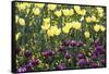 Yellow And Purple-Incredi-Framed Stretched Canvas