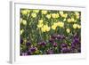 Yellow And Purple-Incredi-Framed Giclee Print