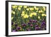 Yellow And Purple-Incredi-Framed Giclee Print