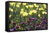 Yellow And Purple-Incredi-Framed Stretched Canvas