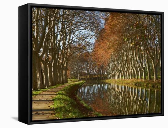 Yellow and Red Leaves in Autumn Along the Canal Du Midi, UNESCO World Heritage Site, Aude, Languedo-Tuul-Framed Stretched Canvas