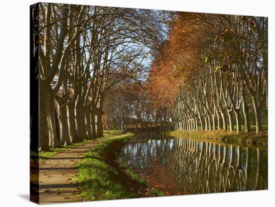 Yellow and Red Leaves in Autumn Along the Canal Du Midi, UNESCO World Heritage Site, Aude, Languedo-Tuul-Stretched Canvas