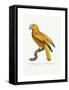 Yellow and Red Parrot, C.1801-05-Jacques Barraband-Framed Stretched Canvas