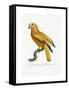 Yellow and Red Parrot, C.1801-05-Jacques Barraband-Framed Stretched Canvas