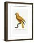 Yellow and Red Parrot, C.1801-05-Jacques Barraband-Framed Giclee Print