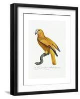 Yellow and Red Parrot, C.1801-05-Jacques Barraband-Framed Giclee Print