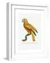 Yellow and Red Parrot, C.1801-05-Jacques Barraband-Framed Giclee Print