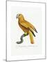 Yellow and Red Parrot, C.1801-05-Jacques Barraband-Mounted Giclee Print