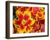 Yellow and Red Parrot Tulips-Anna Miller-Framed Photographic Print