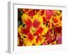 Yellow and Red Parrot Tulips-Anna Miller-Framed Photographic Print