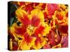 Yellow and Red Parrot Tulips-Anna Miller-Stretched Canvas