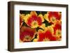 Yellow and Red Parrot Tulips-Anna Miller-Framed Photographic Print