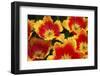 Yellow and Red Parrot Tulips-Anna Miller-Framed Photographic Print