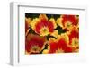 Yellow and Red Parrot Tulips-Anna Miller-Framed Photographic Print