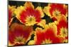 Yellow and Red Parrot Tulips-Anna Miller-Mounted Photographic Print