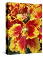 Yellow and red parrot tulips-Anna Miller-Stretched Canvas