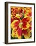 Yellow and red parrot tulips-Anna Miller-Framed Photographic Print