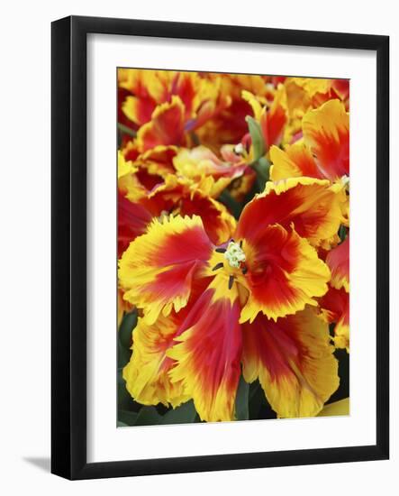 Yellow and red parrot tulips-Anna Miller-Framed Photographic Print