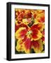 Yellow and red parrot tulips-Anna Miller-Framed Photographic Print