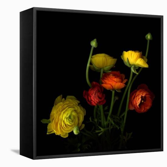 Yellow and Red Ranunculus-Magda Indigo-Framed Stretched Canvas