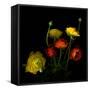 Yellow and Red Ranunculus-Magda Indigo-Framed Stretched Canvas