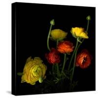 Yellow and Red Ranunculus-Magda Indigo-Stretched Canvas