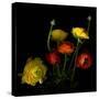 Yellow and Red Ranunculus-Magda Indigo-Stretched Canvas