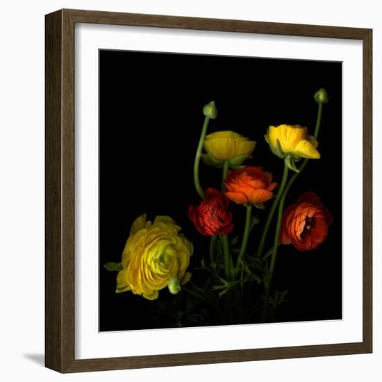 Yellow and Red Ranunculus-Magda Indigo-Framed Photographic Print
