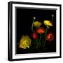 Yellow and Red Ranunculus-Magda Indigo-Framed Photographic Print