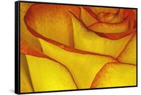 Yellow and red rose.-Adam Jones-Framed Stretched Canvas