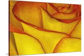 Yellow and red rose.-Adam Jones-Stretched Canvas