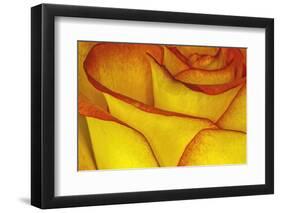 Yellow and red rose.-Adam Jones-Framed Photographic Print