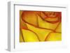 Yellow and red rose.-Adam Jones-Framed Photographic Print