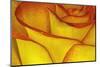 Yellow and red rose.-Adam Jones-Mounted Photographic Print