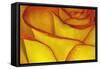 Yellow and red rose.-Adam Jones-Framed Stretched Canvas