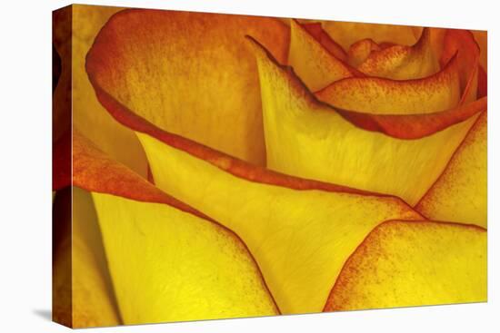 Yellow and red rose.-Adam Jones-Stretched Canvas