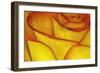 Yellow and red rose.-Adam Jones-Framed Photographic Print