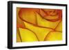 Yellow and red rose.-Adam Jones-Framed Photographic Print