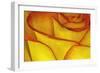 Yellow and red rose.-Adam Jones-Framed Photographic Print