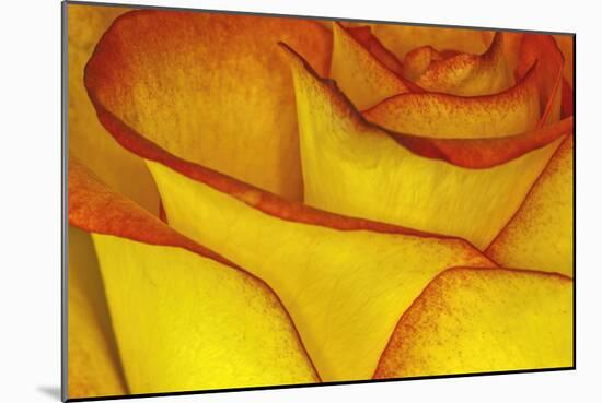 Yellow and red rose.-Adam Jones-Mounted Photographic Print