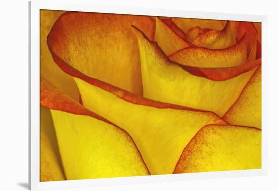 Yellow and red rose.-Adam Jones-Framed Photographic Print