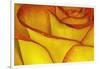 Yellow and red rose.-Adam Jones-Framed Photographic Print