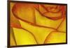 Yellow and red rose.-Adam Jones-Framed Photographic Print