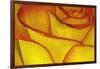 Yellow and red rose.-Adam Jones-Framed Photographic Print